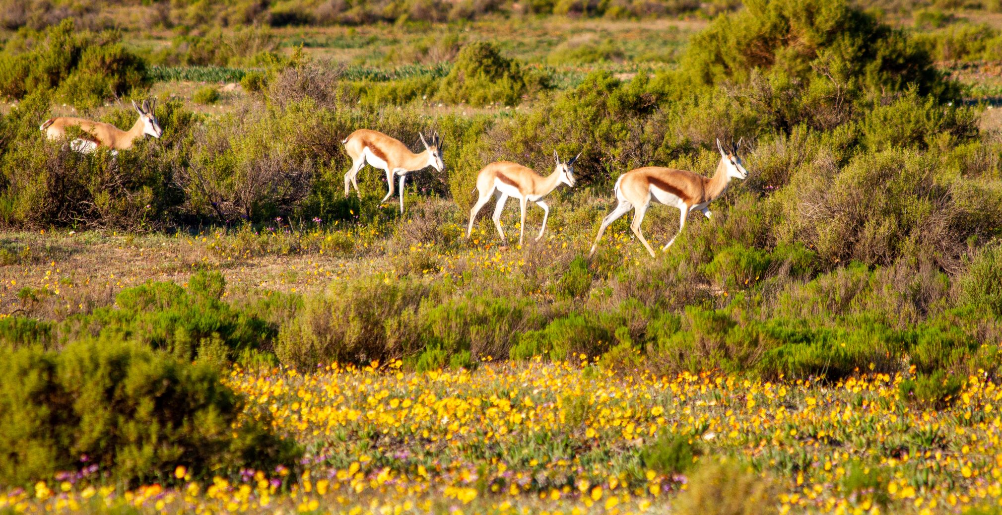 The Cape Flower route 